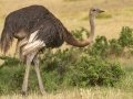 Common Ostrich - De Hoop Nature Reserve, Cape Agulhas ZA-Western Cape (-34.4467,20.4223), Western Cape, ZA on Wed Nov 27, 2024 Common Ostrich - De Hoop Nature Reserve, Cape Agulhas ZA-Western Cape (-34.4467,20.4223), Western Cape, ZA on Wed Nov 27, 2024