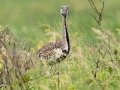 Black-bellied Bustard - iSimangaliso WP--Western Shores, Kwazulu-Natal, South Africa, Dec 9, 2024 Black-bellied Bustard - iSimangaliso WP--Western Shores, Kwazulu-Natal, South Africa, Dec 9, 2024