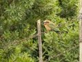 White-fronted Bee-eater - Mkhondo Rural, Piet Retief ZA-Mpumalanga -27.17510, 30.39599, Mpumalanga , South Africa, Dec 7, 2024 White-fronted Bee-eater - Mkhondo Rural, Piet Retief ZA-Mpumalanga -27.17510, 30.39599, Mpumalanga , South Africa, Dec 7, 2024