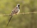 Namaqua Dove - Swellendam Rural, Barrydale - Swellendam ZA-Western Cape (-34.2359,20.3717), Western Cape, ZA on Wed Nov 27, 2024