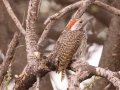 Golden-tailed Woodpecker - Marrick Safari, Northern Cape, South Africa, Dec 5, 2024 Golden-tailed Woodpecker - Marrick Safari, Northern Cape, South Africa, Dec 5, 2024
