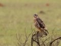 Common Buzzard - Mkhondo Rural, Piet Retief ZA-Mpumalanga -27.17510, 30.39599, Mpumalanga , South Africa, Dec 7, 2024 Common Buzzard - Mkhondo Rural, Piet Retief ZA-Mpumalanga -27.17510, 30.39599, Mpumalanga , South Africa, Dec 7, 2024