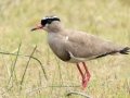 Crowned Lapwing- Mpempe Pan, Kwazulu-Natal, South Africa, Dec 8, 2024 Crowned Lapwing- Mpempe Pan, Kwazulu-Natal, South Africa, Dec 8, 2024