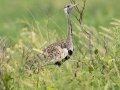 Black-bellied Bustard - iSimangaliso WP--Western Shores, Kwazulu-Natal, South Africa, Dec 9, 2024 Black-bellied Bustard - iSimangaliso WP--Western Shores, Kwazulu-Natal, South Africa, Dec 9, 2024