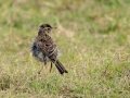 African Pipit - Mpempe Pan, Kwazulu-Natal, South Africa, Dec 8, 2024 African Pipit - Mpempe Pan, Kwazulu-Natal, South Africa, Dec 8, 2024