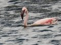 Lesser Flamingo - Strandfontein WTP, Western Cape, ZA on Mon Nov 25, 2024 Lesser Flamingo - Strandfontein WTP, Western Cape, ZA on Mon Nov 25, 2024