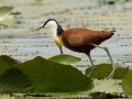 African Jacana - Mpempe Pan, Kwazulu-Natal, South Africa, Dec 8, 2024 African Jacana - Mpempe Pan, Kwazulu-Natal, South Africa, Dec 8, 2024