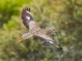 Spotted Thick-knee - De Hoop Nature Reserve, Cape Agulhas ZA-Western Cape (-34.4467,20.4223), Western Cape, ZA on Wed Nov 27, 2024 Spotted Thick-knee - De Hoop Nature Reserve, Cape Agulhas ZA-Western Cape (-34.4467,20.4223), Western Cape, ZA on Wed Nov 27, 2024