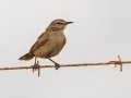 Karoo Scrub-Robin - Swellendam Rural, Barrydale - Swellendam ZA-Western Cape (-34.2359,20.3717), Western Cape, ZA on Wed Nov 27, 2024 Karoo Scrub-Robin - Swellendam Rural, Barrydale - Swellendam ZA-Western Cape (-34.2359,20.3717), Western Cape, ZA on Wed Nov 27, 2024