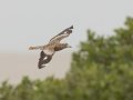 Spotted Thick-knee - De Hoop Nature Reserve, Cape Agulhas ZA-Western Cape (-34.4467,20.4223), Western Cape, ZA on Wed Nov 27, 2024 Spotted Thick-knee - De Hoop Nature Reserve, Cape Agulhas ZA-Western Cape (-34.4467,20.4223), Western Cape, ZA on Wed Nov 27, 2024