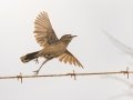 Karoo Scrub-Robin - Swellendam Rural, Barrydale - Swellendam ZA-Western Cape (-34.2359,20.3717), Western Cape, ZA on Wed Nov 27, 2024 Karoo Scrub-Robin - Swellendam Rural, Barrydale - Swellendam ZA-Western Cape (-34.2359,20.3717), Western Cape, ZA on Wed Nov 27, 2024