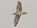 Spotted Thick-knee - De Hoop Nature Reserve, Cape Agulhas ZA-Western Cape (-34.4467,20.4223), Western Cape, ZA on Wed Nov 27, 2024 Spotted Thick-knee - De Hoop Nature Reserve, Cape Agulhas ZA-Western Cape (-34.4467,20.4223), Western Cape, ZA on Wed Nov 27, 2024