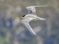 Great Crested Tern - Stony Point--Penguin Colony, Western Cape, ZA on Tue Nov 26, 2024 Great Crested Tern - Stony Point--Penguin Colony, Western Cape, ZA on Tue Nov 26, 2024