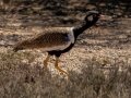 White-quilled Bustard - Marrick Safari, Northern Cape, South Africa, Dec 4, 2024 White-quilled Bustard - Marrick Safari, Northern Cape, South Africa, Dec 4, 2024