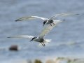 Whiskered Tern - Mpempe Pan, Kwazulu-Natal, South Africa, Dec 8, 2024 Whiskered Tern - Mpempe Pan, Kwazulu-Natal, South Africa, Dec 8, 2024