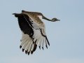 Black-bellied Bustard - iSimangaliso WP--Western Shores, Kwazulu-Natal, South Africa, Dec 9, 2024 Black-bellied Bustard - iSimangaliso WP--Western Shores, Kwazulu-Natal, South Africa, Dec 9, 2024