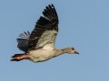 Egyptian Goose - Cedara Agricultural College -29.54664, 30.25764, Kwazulu-Natal, South Africa, Dec 12, 2024 Egyptian Goose - Cedara Agricultural College -29.54664, 30.25764, Kwazulu-Natal, South Africa, Dec 12, 2024