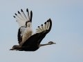 Black-bellied Bustard - iSimangaliso WP--Western Shores, Kwazulu-Natal, South Africa, Dec 9, 2024 Black-bellied Bustard - iSimangaliso WP--Western Shores, Kwazulu-Natal, South Africa, Dec 9, 2024