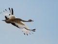 Black-bellied Bustard - iSimangaliso WP--Western Shores, Kwazulu-Natal, South Africa, Dec 9, 2024 Black-bellied Bustard - iSimangaliso WP--Western Shores, Kwazulu-Natal, South Africa, Dec 9, 2024