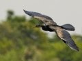 African Darter - Mpempe Pan, Kwazulu-Natal, South Africa, Dec 8, 2024 African Darter - Mpempe Pan, Kwazulu-Natal, South Africa, Dec 8, 2024