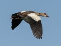Egyptian Goose - Cedara Agricultural College -29.54664, 30.25764, Kwazulu-Natal, South Africa, Dec 12, 2024 Egyptian Goose - Cedara Agricultural College -29.54664, 30.25764, Kwazulu-Natal, South Africa, Dec 12, 2024