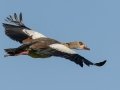 Egyptian Goose - Cedara Agricultural College -29.54664, 30.25764, Kwazulu-Natal, South Africa, Dec 12, 2024 Egyptian Goose - Cedara Agricultural College -29.54664, 30.25764, Kwazulu-Natal, South Africa, Dec 12, 2024