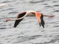 Greater Flamingo - Strandfontein WTP, Western Cape, ZA on Mon Nov 25, 2024 Greater Flamingo - Strandfontein WTP, Western Cape, ZA on Mon Nov 25, 2024