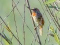 Red-throated Wryneck - Karkloof Road (P141), Howick ZA-KZN -29.36934, 30.25997, Kwazulu-Natal, ZA, Dec 12, 2024 Red-throated Wryneck - Karkloof Road (P141), Howick ZA-KZN -29.36934, 30.25997, Kwazulu-Natal, ZA, Dec 12, 2024