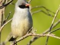 Swee Waxbill - Hout Bay Harbour, Western Cape, ZA, Nov 24, 2024 Swee Waxbill - Hout Bay Harbour, Western Cape, ZA, Nov 24, 2024