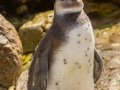 African Penguin - Stony Point--Penguin Colony, Western Cape, ZA on Tue Nov 26, 2024 African Penguin - Stony Point--Penguin Colony, Western Cape, ZA on Tue Nov 26, 2024