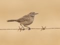 Karoo Scrub-Robin - Swellendam Rural, Barrydale - Swellendam ZA-Western Cape (-34.2359,20.3717), Western Cape, ZA on Wed Nov 27, 2024