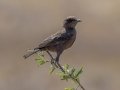 Southern Anteater-Chat - Marrick Safari, Northern Cape, South Africa, Dec 4, 2024 Southern Anteater-Chat - Marrick Safari, Northern Cape, South Africa, Dec 4, 2024