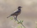 Southern Anteater-Chat - Marrick Safari, Northern Cape, South Africa, Dec 4, 2024 Southern Anteater-Chat - Marrick Safari, Northern Cape, South Africa, Dec 4, 2024