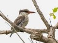 Striped Kingfisher - iSimangaliso WP--Western Shores, Kwazulu-Natal, South Africa, Dec 9, 2024 Striped Kingfisher - iSimangaliso WP--Western Shores, Kwazulu-Natal, South Africa, Dec 9, 2024