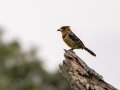 Crested Barbet - iSimangaliso WP--Western Shores, Kwazulu-Natal, South Africa, Dec 9, 2024 Crested Barbet - iSimangaliso WP--Western Shores, Kwazulu-Natal, South Africa, Dec 9, 2024