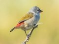 Swee Waxbill - Hout Bay Harbour, Western Cape, ZA, Nov 24, 2024