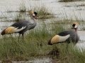 Gray Crowned-Cranes - R714, Bethlehem ZA-Free State -28.10727, 28.62087, Free State, South Africa, Dec 5, 2024 Gray Crowned-Cranes - R714, Bethlehem ZA-Free State -28.10727, 28.62087, Free State, South Africa, Dec 5, 2024