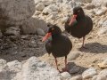 African Oystercatchers - Stony Point--Penguin Colony, Western Cape, ZA on Tue Nov 26, 2024 African Oystercatchers - Stony Point--Penguin Colony, Western Cape, ZA on Tue Nov 26, 2024