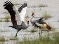Gray Crowned-Cranes - R714, Bethlehem ZA-Free State -28.10727, 28.62087, Free State, South Africa, Dec 5, 2024 Gray Crowned-Cranes - R714, Bethlehem ZA-Free State -28.10727, 28.62087, Free State, South Africa, Dec 5, 2024