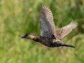 White-backed Duck - Mpempe Pan, Kwazulu-Natal, South Africa, Dec 8, 2024 White-backed Duck - Mpempe Pan, Kwazulu-Natal, South Africa, Dec 8, 2024