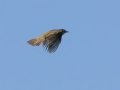 African Yellow Warbler - Cedara Agricultural College -29.54664, 30.25764, Kwazulu-Natal, ZA, Dec 12, 2024 African Yellow Warbler - Cedara Agricultural College -29.54664, 30.25764, Kwazulu-Natal, ZA, Dec 12, 2024