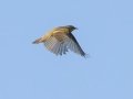 African Yellow Warbler - Cedara Agricultural College -29.54664, 30.25764, Kwazulu-Natal, ZA, Dec 12, 2024 African Yellow Warbler - Cedara Agricultural College -29.54664, 30.25764, Kwazulu-Natal, ZA, Dec 12, 2024
