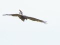 Brown Snake-Eagle - iSimangaliso WP--Western Shores, Kwazulu-Natal, South Africa, Dec 9, 2024 Brown Snake-Eagle - iSimangaliso WP--Western Shores, Kwazulu-Natal, South Africa, Dec 9, 2024