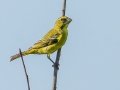 Brimstone Canary - Cedara Agricultural College -29.54664, 30.25764, Kwazulu-Natal, ZA, Dec 12, 2024 Brimstone Canary - Cedara Agricultural College -29.54664, 30.25764, Kwazulu-Natal, ZA, Dec 12, 2024