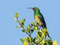 Malachite Sunbird - Hout Bay Harbour, Western Cape, ZA, Nov 24, 2024 Malachite Sunbird - Hout Bay Harbour, Western Cape, ZA, Nov 24, 2024