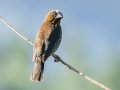 Grosbeak Weaver - Cedara Agricultural College -29.54664, 30.25764, Kwazulu-Natal, ZA, Dec 12, 2024 Grosbeak Weaver - Cedara Agricultural College -29.54664, 30.25764, Kwazulu-Natal, ZA, Dec 12, 2024