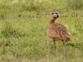 White-bellied Bustard - Mkhondo Rural, Piet Retief ZA-Mpumalanga -27.17510, 30.39599, Mpumalanga , South Africa, Dec 7, 2024 White-bellied Bustard - Mkhondo Rural, Piet Retief ZA-Mpumalanga -27.17510, 30.39599, Mpumalanga , South Africa, Dec 7, 2024