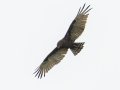 Brown Snake-Eagle - iSimangaliso WP--Western Shores, Kwazulu-Natal, South Africa, Dec 9, 2024 Brown Snake-Eagle - iSimangaliso WP--Western Shores, Kwazulu-Natal, South Africa, Dec 9, 2024