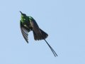 Malachite Sunbird - Hout Bay Harbour, Western Cape, ZA, Nov 24, 2024 Malachite Sunbird - Hout Bay Harbour, Western Cape, ZA, Nov 24, 2024