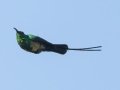 Malachite Sunbird - Hout Bay Harbour, Western Cape, ZA, Nov 24, 2024